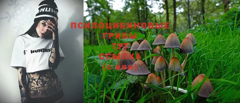 где найти   Омск  Галлюциногенные грибы MAGIC MUSHROOMS 